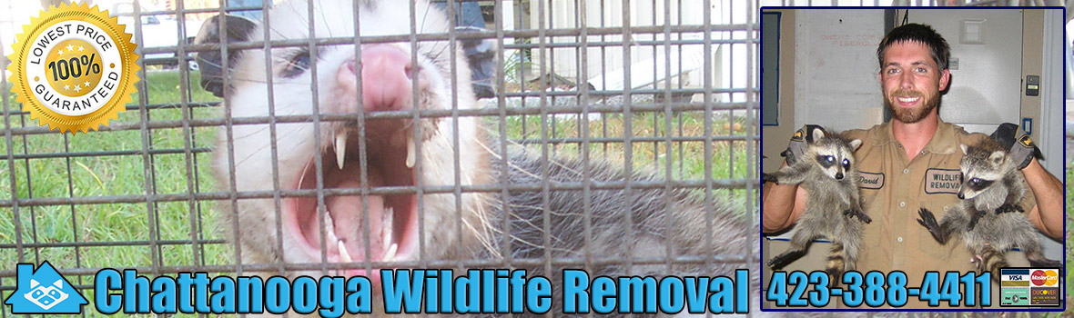 Chattanooga Wildlife and Animal Removal